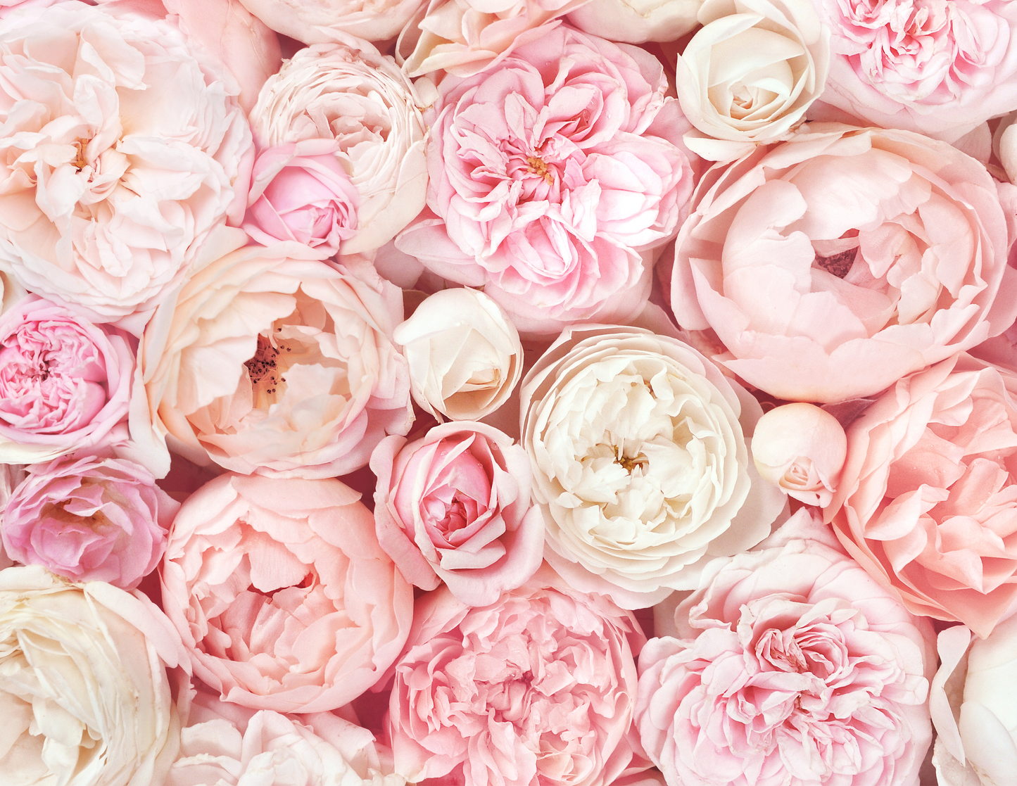 Pink Peonies Floral Edible Print Cake Wrap